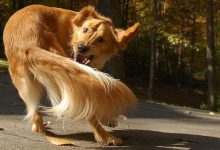 Bild von Witzige Hunde Bilder Für Facebook bilder fürs handy