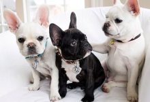 Bild von Witzige Hunde Bilder Kostenlos bilder fürs handy