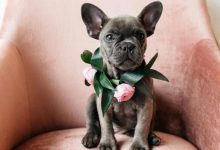 Bild von Witzige Hunde Bilder Kostenlos Herunterladen bilder fürs handy