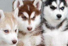 Bild von Wuschelhund Rasse bilder fürs handy