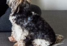Bild von Yorkshire Terrier bilder fürs handy