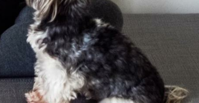 Yorkshire Terrier Bilder und Sprüche