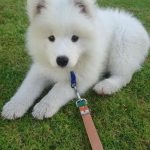 Zeig Mir Bilder Von Hundebabys 150x150 - Gruselige bilder von früher