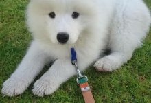 Bild von Zeig Mir Bilder Von Hundebabys bilder fürs handy