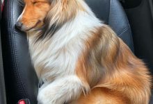 Bild von Zeig Mir Bilder Von Hundebabys Für Whatsapp bilder fürs handy