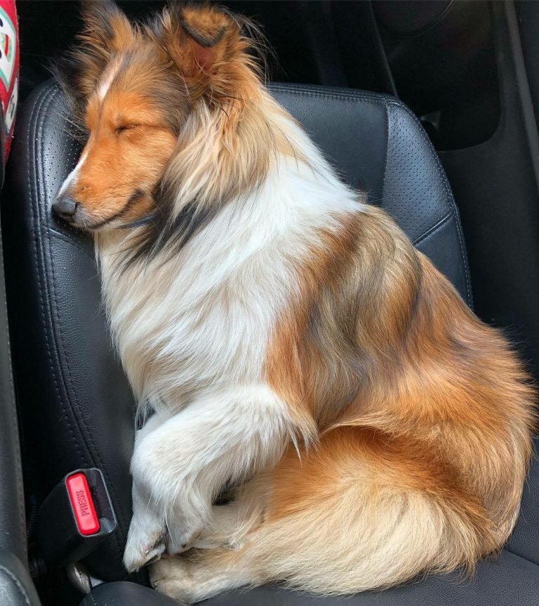 Zeig Mir Bilder Von Hundebabys Für Whatsapp