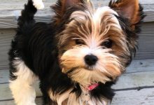 Bild von Zeig Mir Bilder Von Hundebabys Kostenlos bilder fürs handy