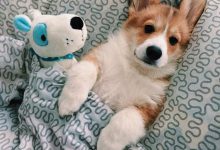Bild von Zeig Mir Bilder Von Hunden bilder fürs handy