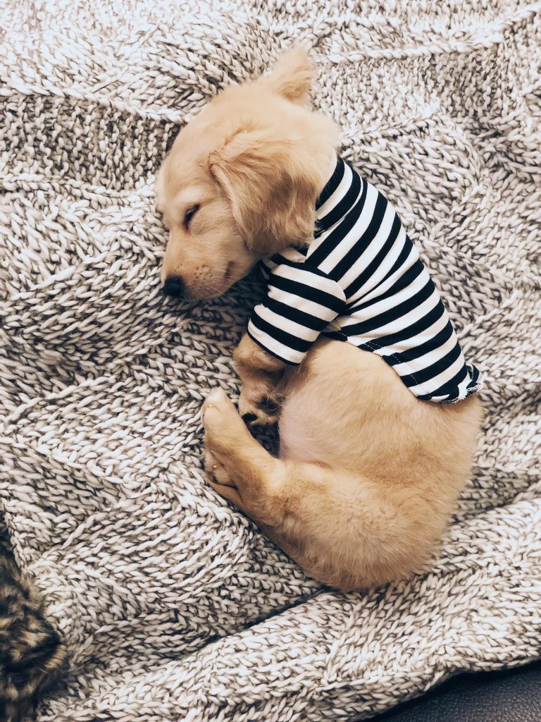 Zeig Mir Bilder Von Hunden Für Facebook