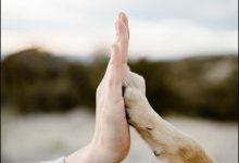 Bild von Zeig Mir Bilder Von Hunden Kostenlos bilder fürs handy