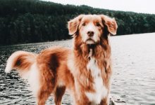 Bild von Zeig Mir Hunde bilder fürs handy
