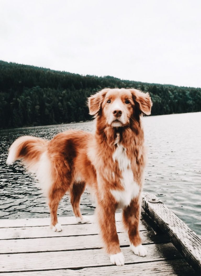 Zeig Mir Hunde