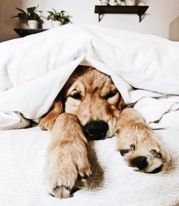 Zeig Mir Hundebilder Für Facebook bilder fürs handy