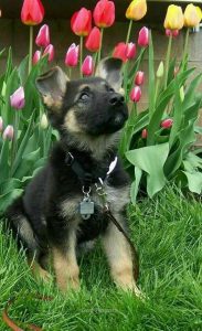 Zeig Mir Hundebilder Für Whatsapp bilder fürs handy