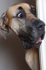 Zwerghunderassen Bilder Für Whatsapp bilder fürs handy