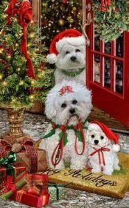 Bilder Zu Weihnachtskarten Fur Whatsapp Und Facebook Furs Handy 186x300 - Malvorlagen Weihnachten