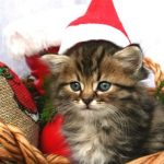 Weihnachten Spruche Bilder Fur Whatsapp Und Facebook Furs Handy 150x150 - Bilder Und Spruche Weihnachten Fur Whatsapp Und Facebook Furs Handy