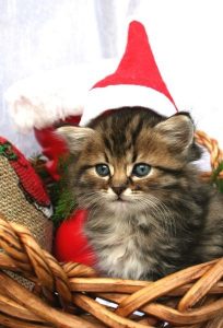 Weihnachten Spruche Bilder Fur Whatsapp Und Facebook Furs Handy 204x300 - Weihnachten Spass Bilder